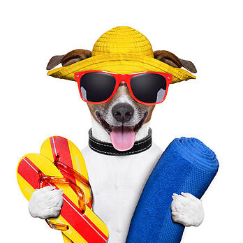 photodune-4715395-summer-beach-dog-xs